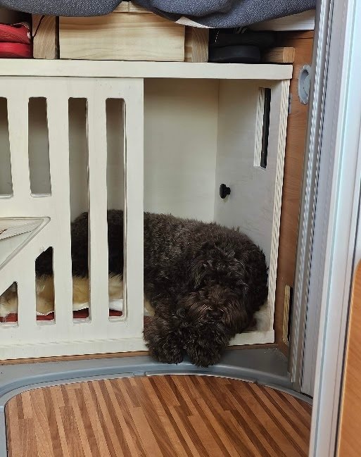 Bodhi vastgezet in zijn bench tijdens het rijden