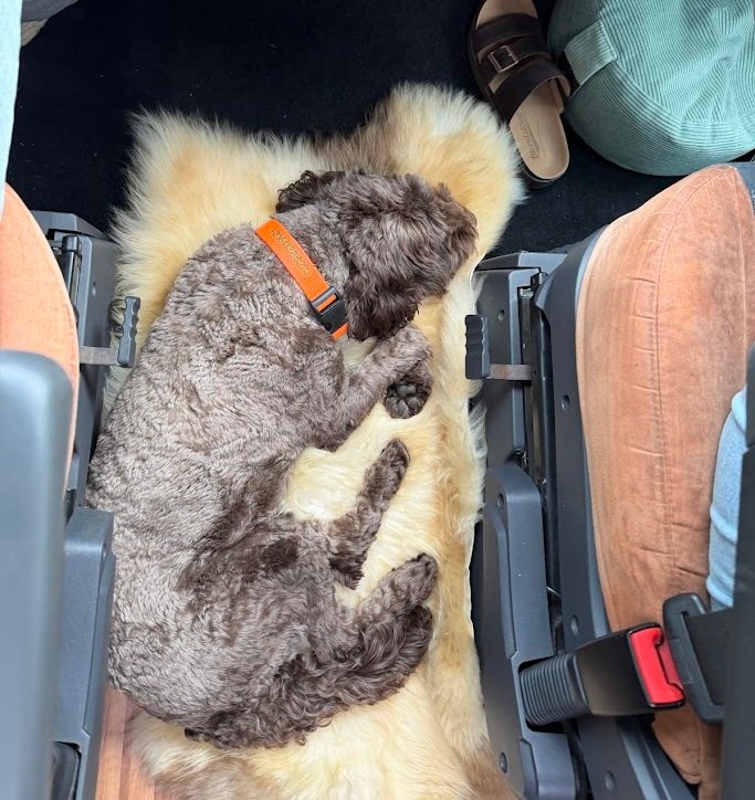 Bodhi op een schapenvel in de camper