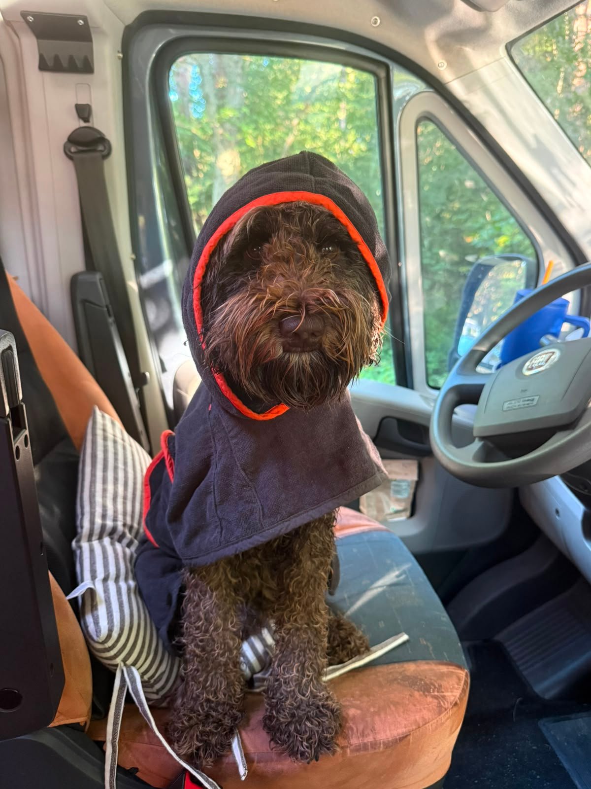 Hond met absorberende hondenbadjas