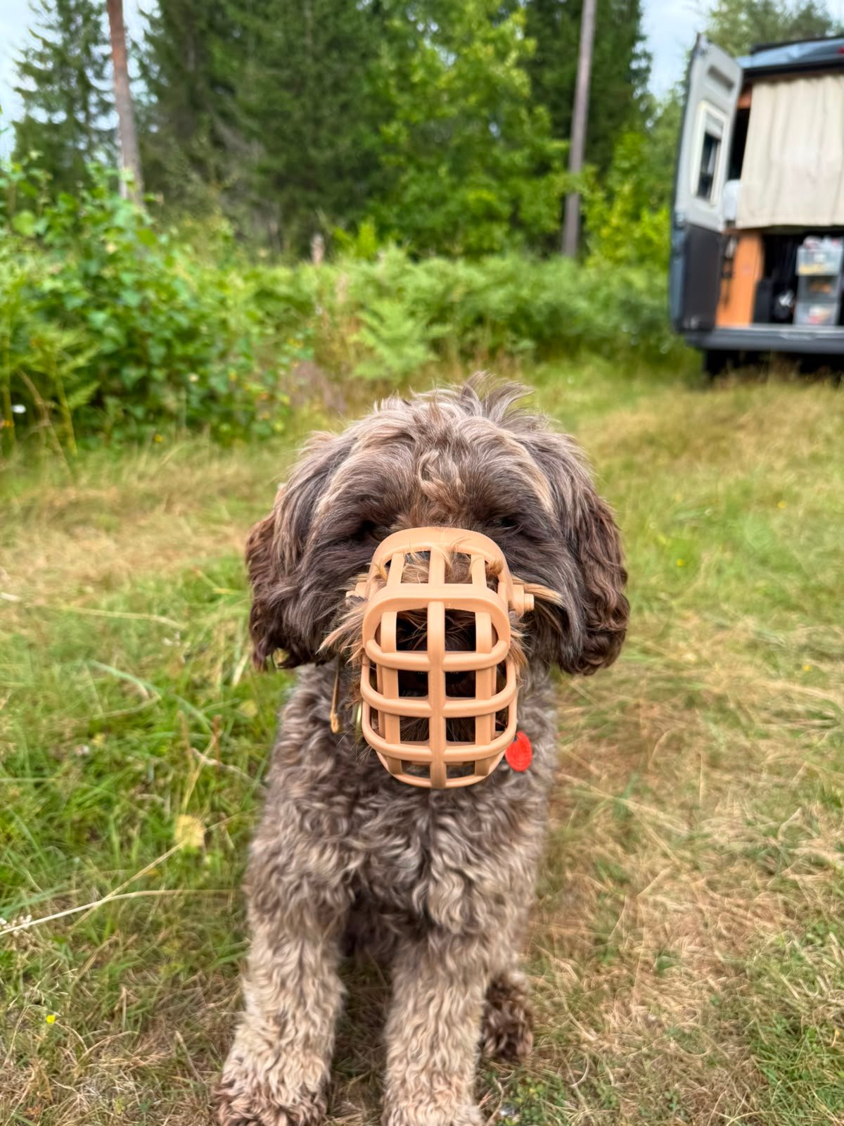 Korfmuilkorf voor de hond