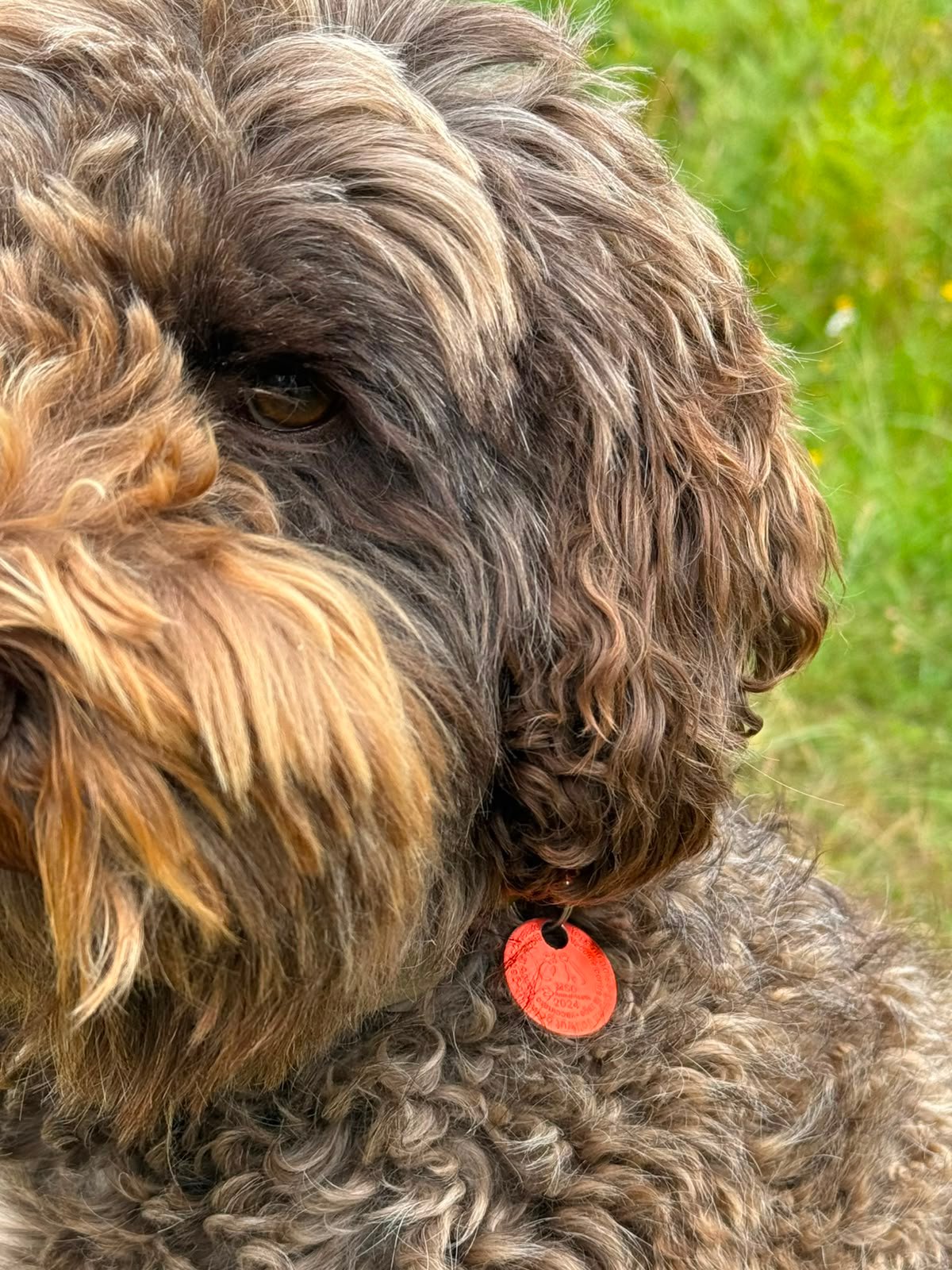 Close-up van Bodhi met een rabiespenning aan de halsband
