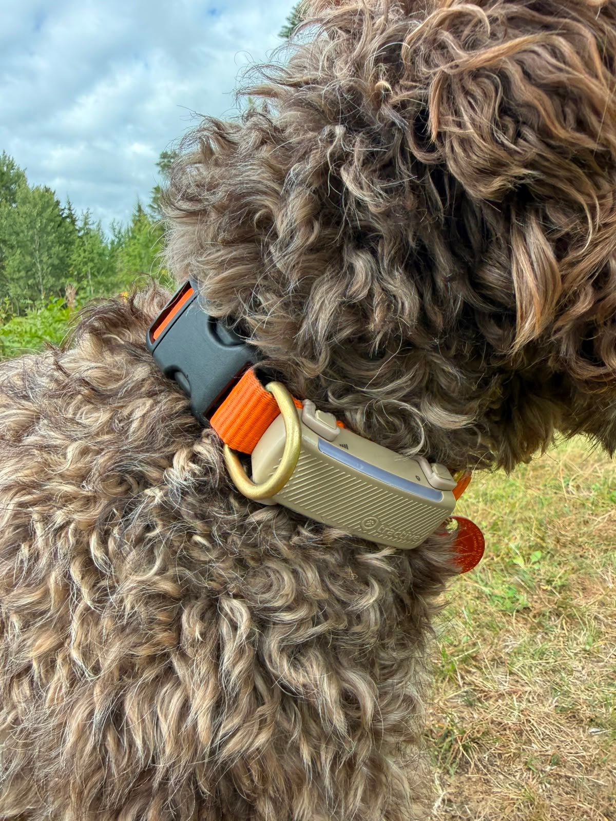 Tractive GPS-tracker close-up aan de halsband