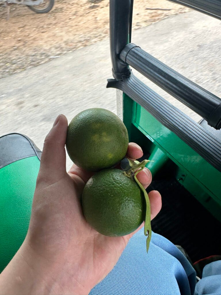 Twee groene mandarijnen, gekregen van een local onderweg naar Wilpattu
