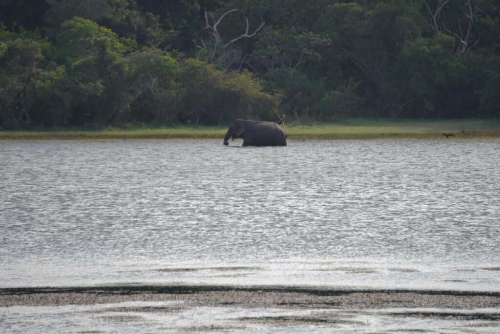wilpattu safari -  olifant in meer 2