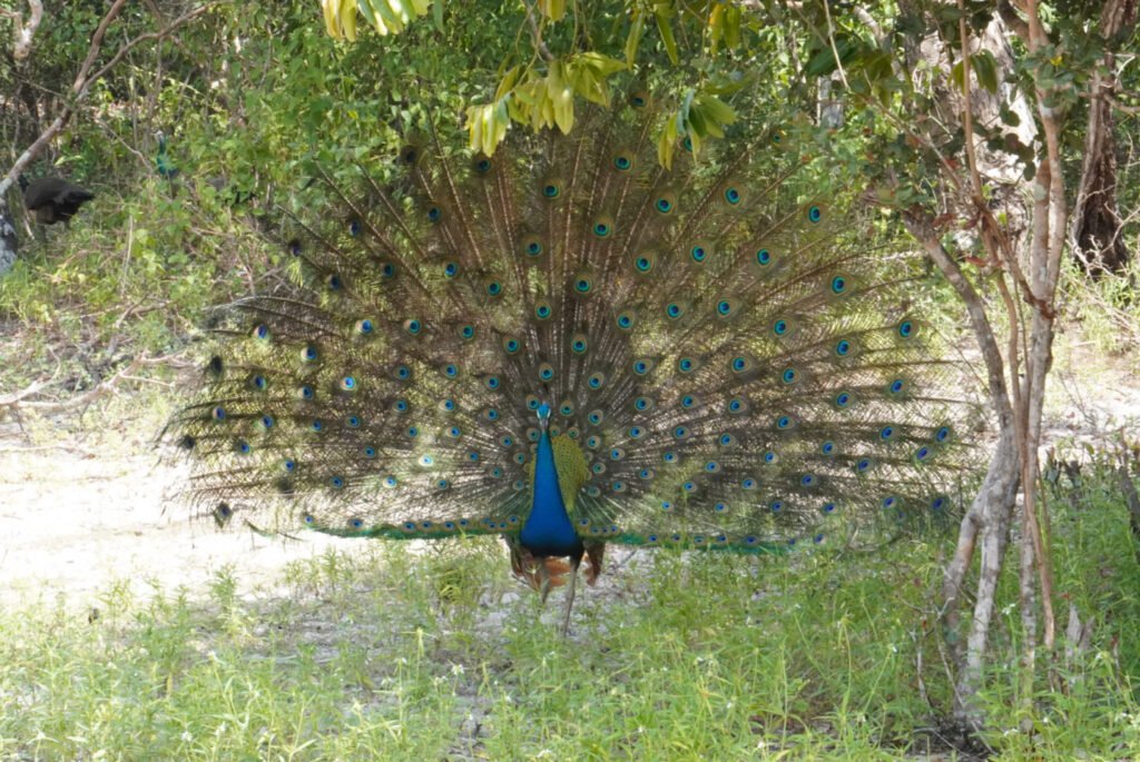 Pauw met open staart in Wilpattu National Park