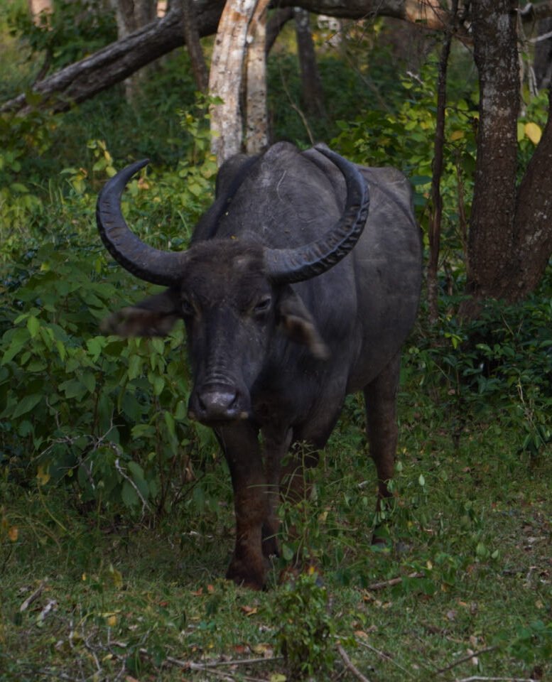 wilpattu safari -  waterbuffel