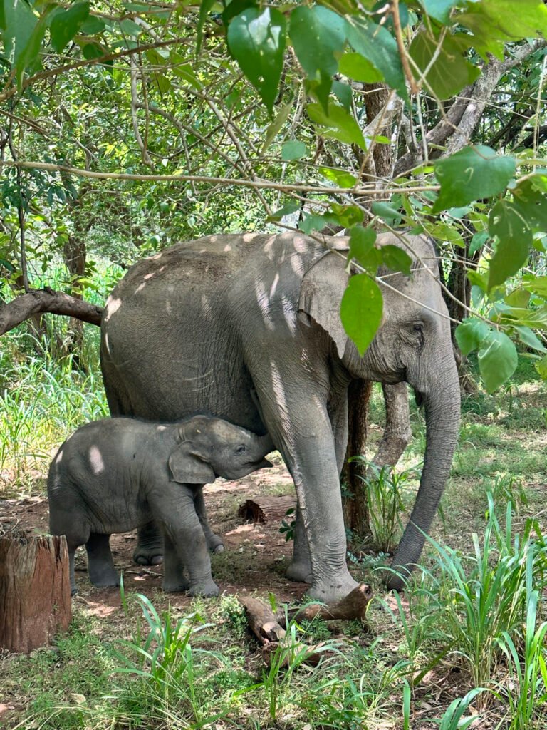 Wilde olifant met kalf tijdens een olifantensafari bij Sigiriya