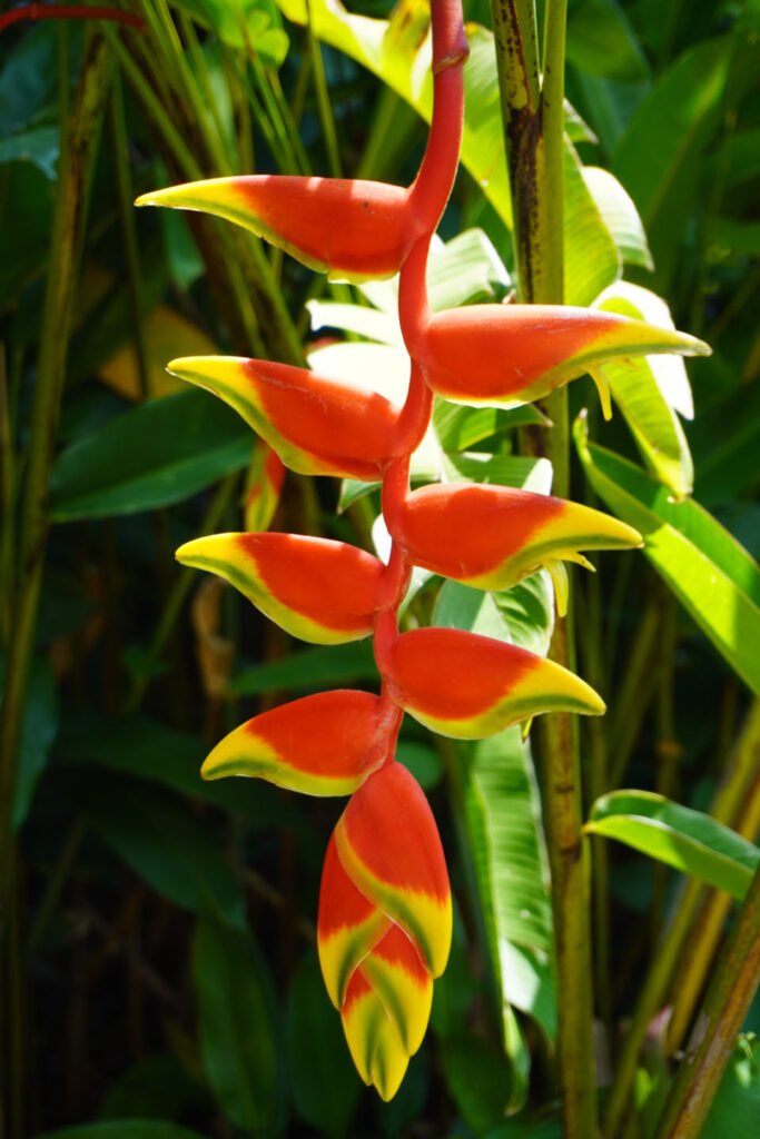 Heliconia-bloem in de botanische tuin van Peradeniya, Kandy