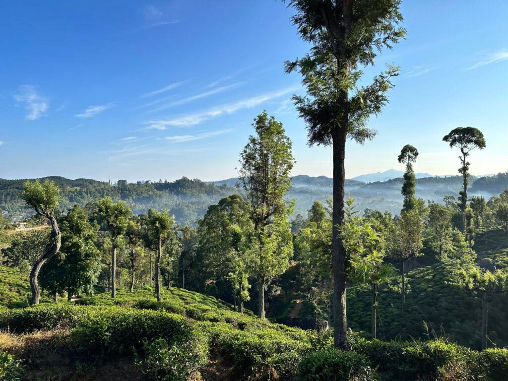 trein ella nuwara eliya -  theeheuvels ochtendlicht