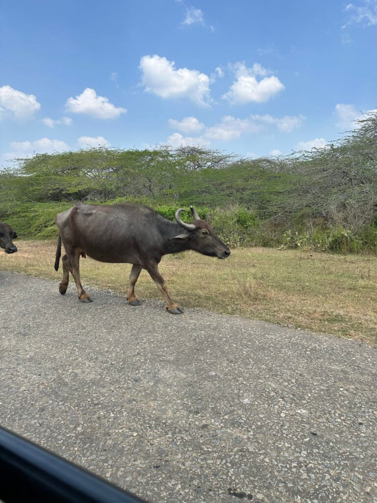 Waterbuffel op de B35 in het zuiden van Sri Lanka