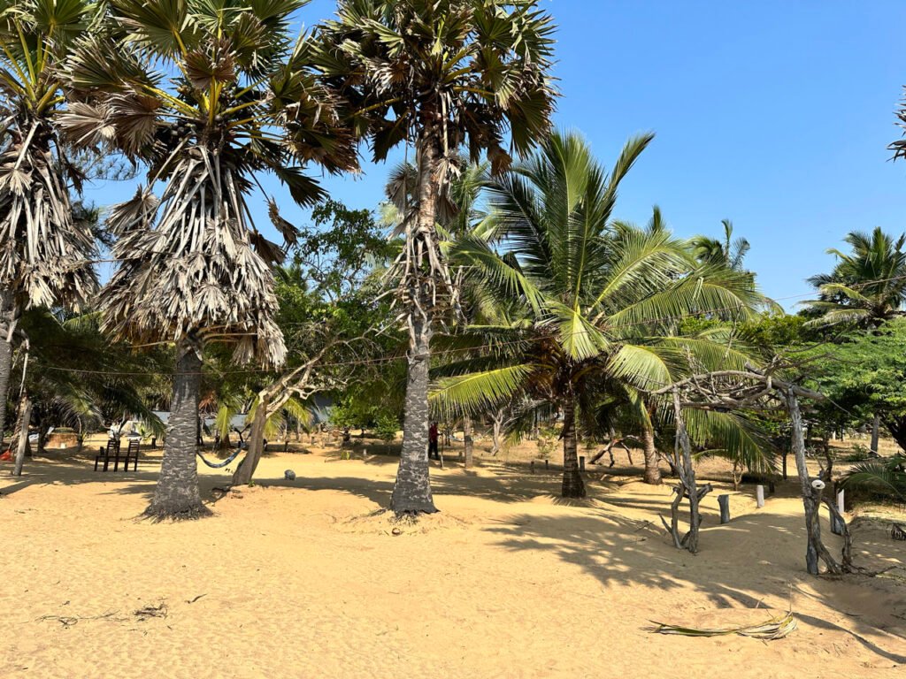 Palmbomen op het strand van Kirinda