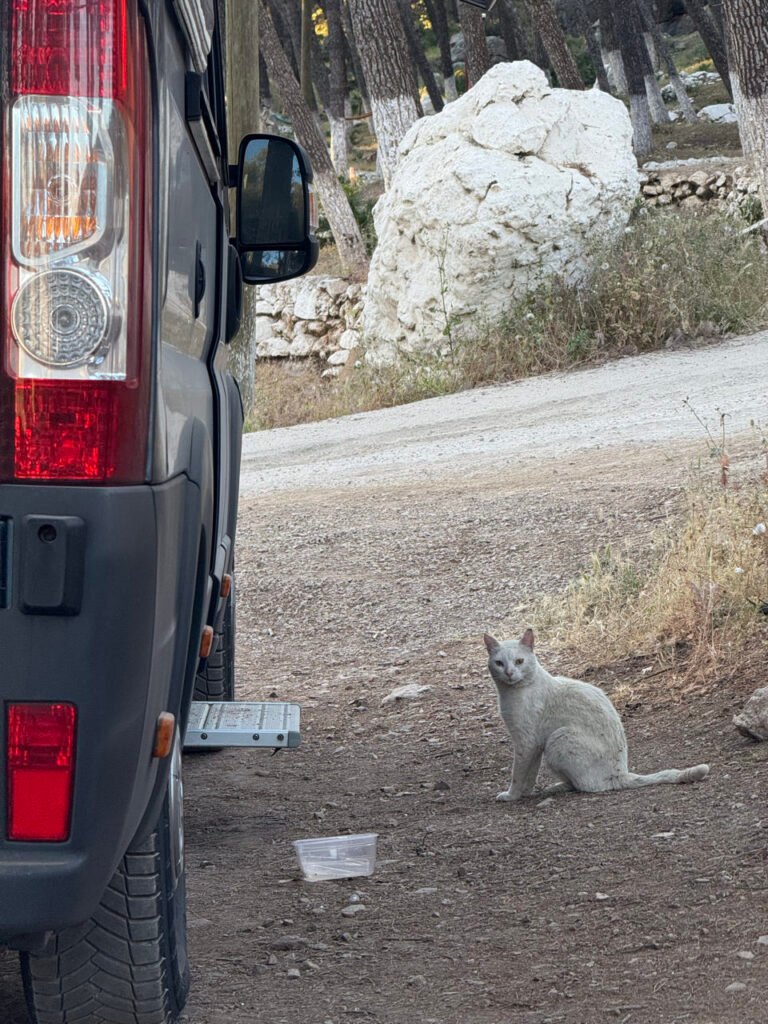 Weiße Katze neben unserem Camper bei Chefchaouen