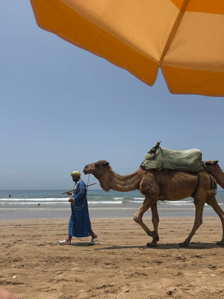 Ein Kamel läuft über den Strand bei Taghazout