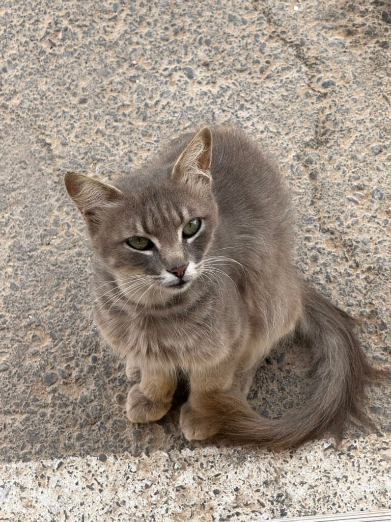 Graue Katze an unserem Camper in Taghazout