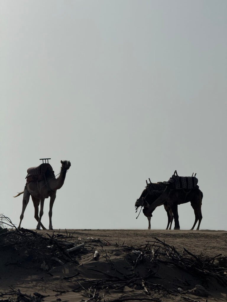Kamele als Silhouette am Strand von Essaouira